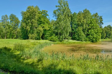 güzel orman manzarası.