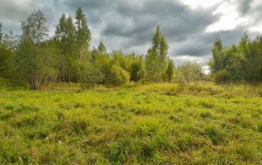 güzel orman manzarası.