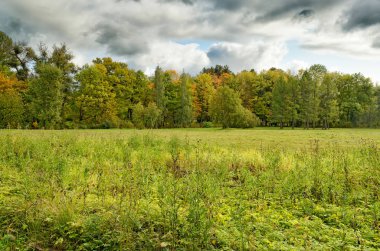güzel orman manzarası.