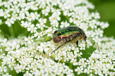 Sapüzerinde sürünen böcek.