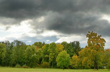 güzel orman manzarası.