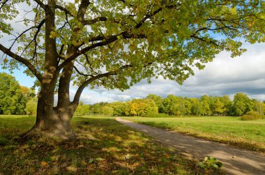 güzel orman manzarası.