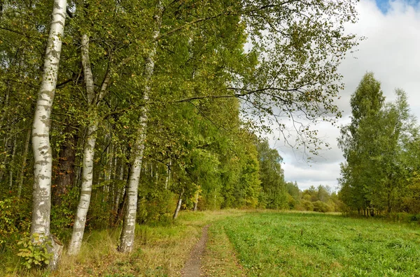 Hermoso paisaje forestal . — Foto de Stock