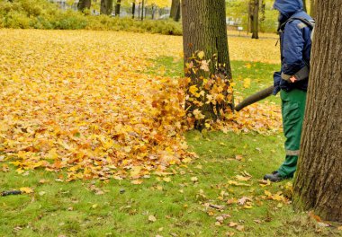 İşçi temizlik şirketi. Düşen yaprakları toplar.