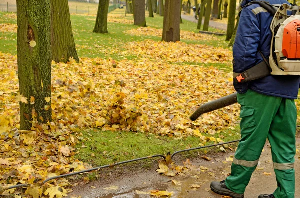İşçi temizlik şirketi. Düşen yaprakları toplar.