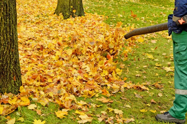 Werknemer schoonmaakbedrijf. Verzamelt gevallen bladeren. Rechtenvrije Stockfoto's