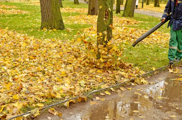 Worker cleaning company. Collects fallen leaves. Stock Image