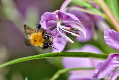 Yaban arısı çiçeklerden nektar toplar. Böcek yazın çok aktiftir..