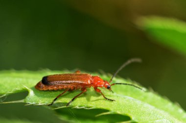 Kırmızı böcek gövde boyunca sürünüyor. Böcekler gün boyunca çok aktiftir..