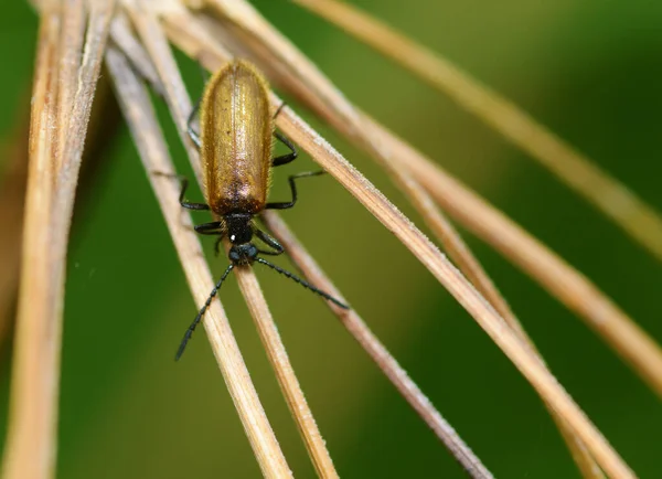 Beetle Crawling Stalk Insects Very Active Day — Stock Photo, Image