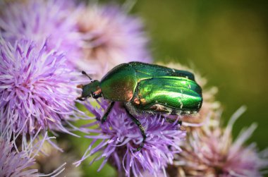 Yeşil böcek çiçekten polen toplar. Böceğe altın bronz denir. .