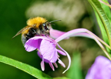 Yaban arısı çiçeklerden nektar toplar. Böcek yazın çok aktiftir..