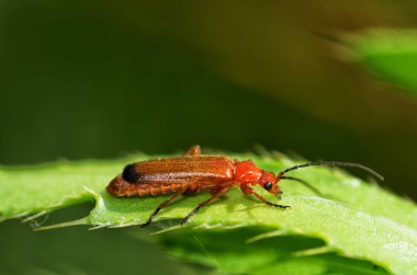 Kırmızı böcek gövde boyunca sürünüyor. Böcekler gün boyunca çok aktiftir..