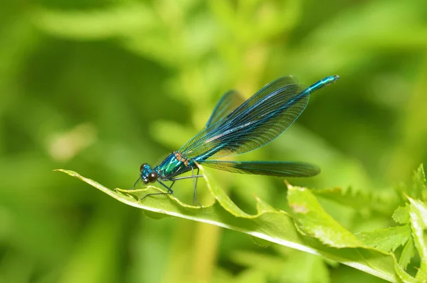 Libellula Nera Siede Sull Erbo Insetto Bello Grazioso — Foto Stock