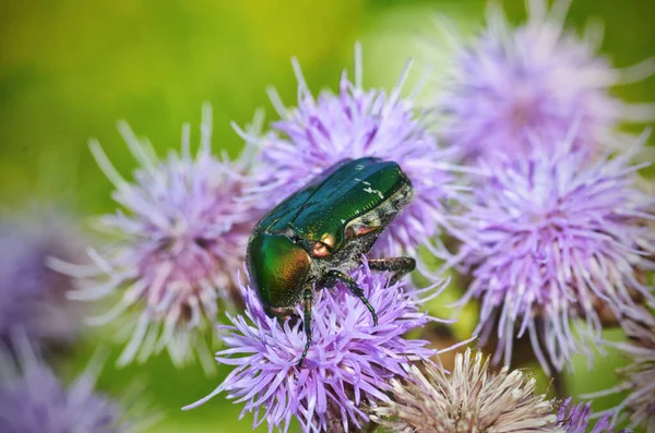 The green beetle collects pollen from the flower.The beetle is called Golden bronze .