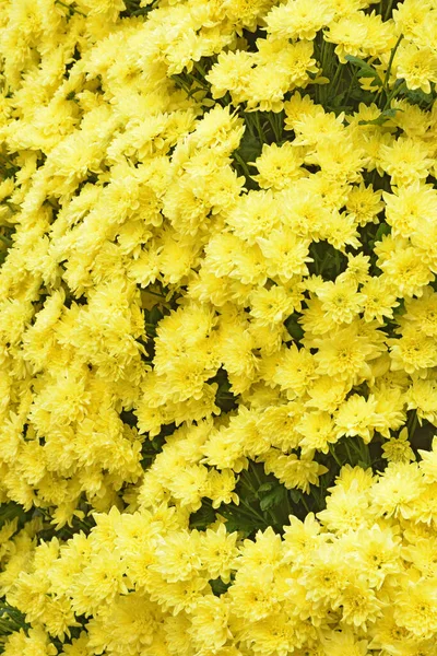 Arrangement Fleurs Avec Chrysanthèmes Sont Belles Fleurs Automne — Photo