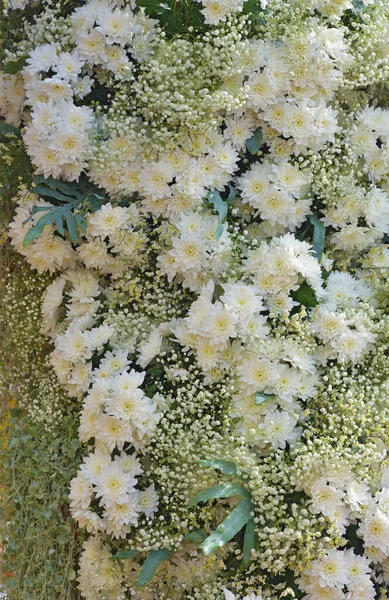 Arranjo Flores Com Crisântemos Estas São Belas Flores Outono — Fotografia de Stock