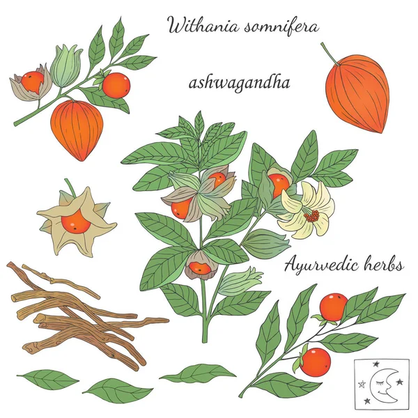 Ashwagandha çizilmiş resmi el — Stok Vektör