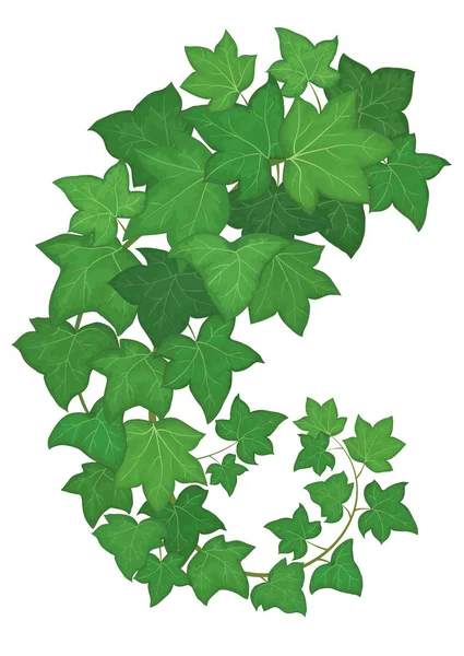 Collection Herbes Épices Assaisonnements Illustration Vectorielle Dessinée Main Une Plante — Image vectorielle