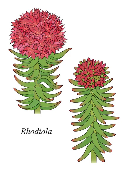 Otlar, baharatlar ve baharat koleksiyonu. Vektör el çizilmiş bir bitki rhodiola gösterimi