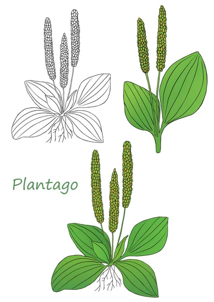 Medicinal Herbs Collection Vector Hand Drawn Illustration Plant Plantago — Stock Vector