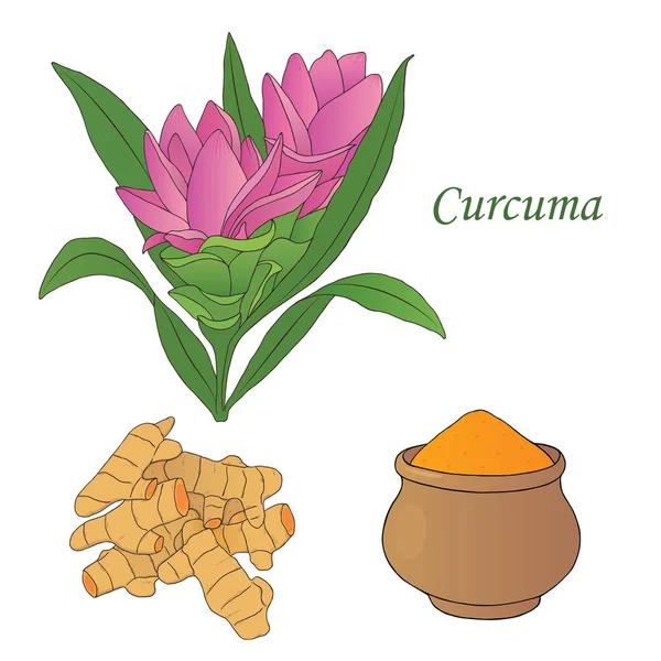 Ilustración dibujada a mano vectorial de una planta medicinal curcuma — Vector de stock