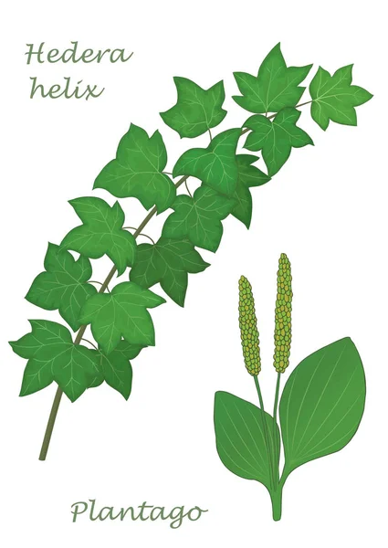 Resimde hedera helix ve dar vektör el çekilmiş