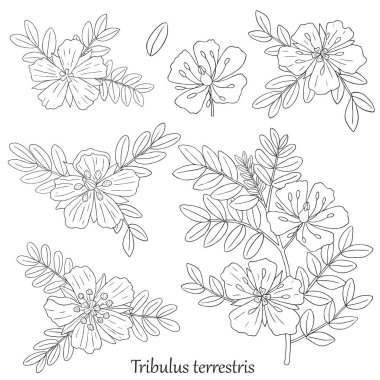 Gökshura tribulus-01