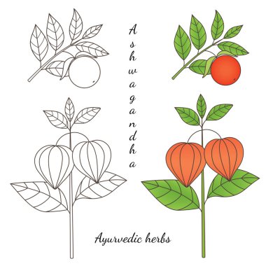 Şifalı bitkiler koleksiyonu. Beyaz arka planda ayurvedic bitki ashwagandha 'nın vektör grafik çizimi