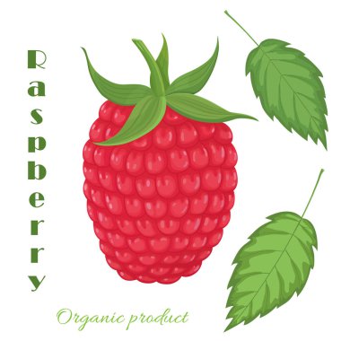 Organik koleksiyon. Ahududu meyveli vektör çizimi ve beyaz arkaplanda yapraklar