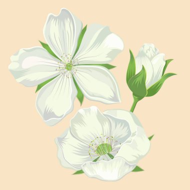 Organik koleksiyon. Hafif arkaplanda ahududu çiçekleri olan vektör illüstrasyonu