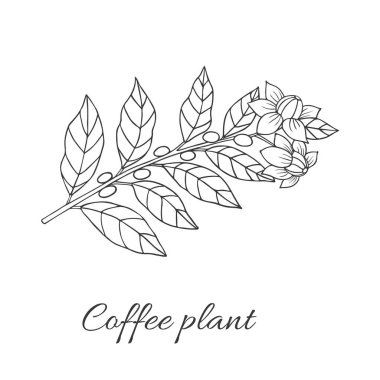 Organik koleksiyon. Beyaz arka planda kahve bitkisi ile vektör graghic illüstrasyon