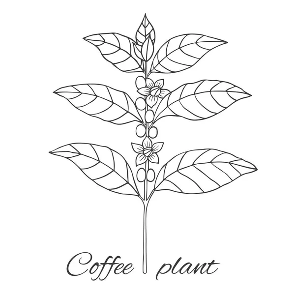 Collection Bio Illustration Vectorielle Graghique Avec Plante Café Sur Fond — Image vectorielle