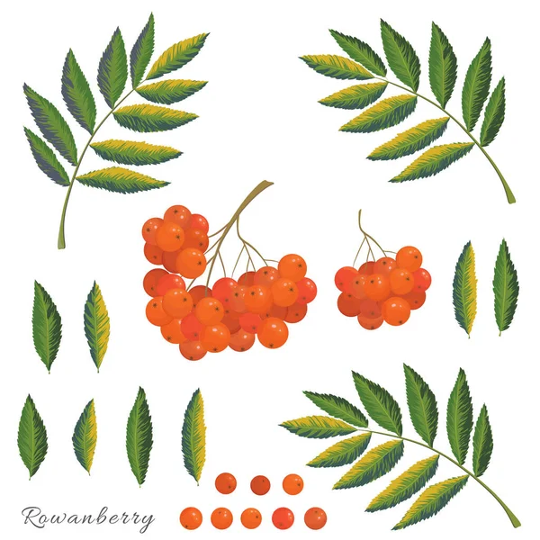 Vector Autumn Collection Rowanberry Plant Details Berries Leaves Branches White — Stock Vector