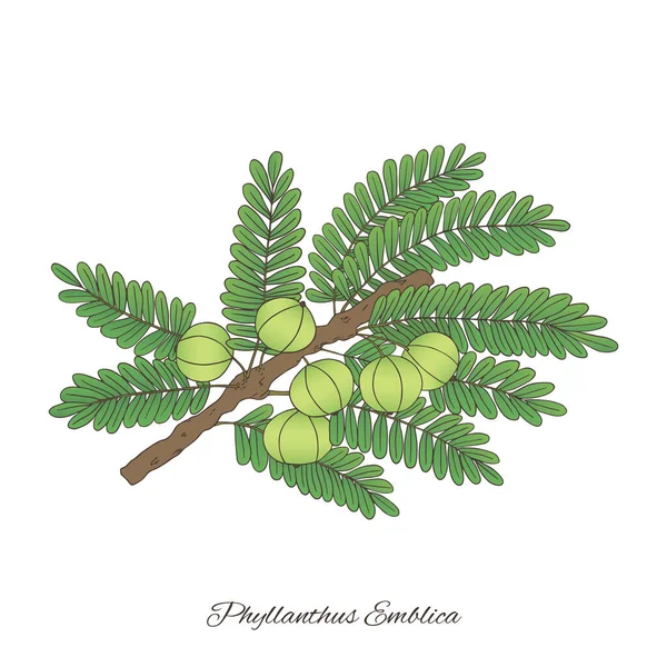 Gyógynövények Gyűjteménye Vektor Kézzel Rajzolt Illusztráció Egy Növény Phyllanthus Emblica — Stock Vector