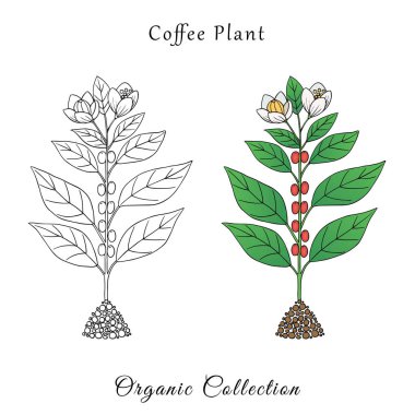 Organik koleksiyon. Beyaz arka planda kahve bitkisi olan vektör grafik çizimi