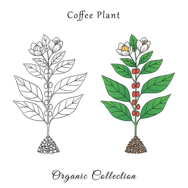 Collection Bio Illustration Graphique Vectorielle Avec Plante Café Sur Fond — Image vectorielle