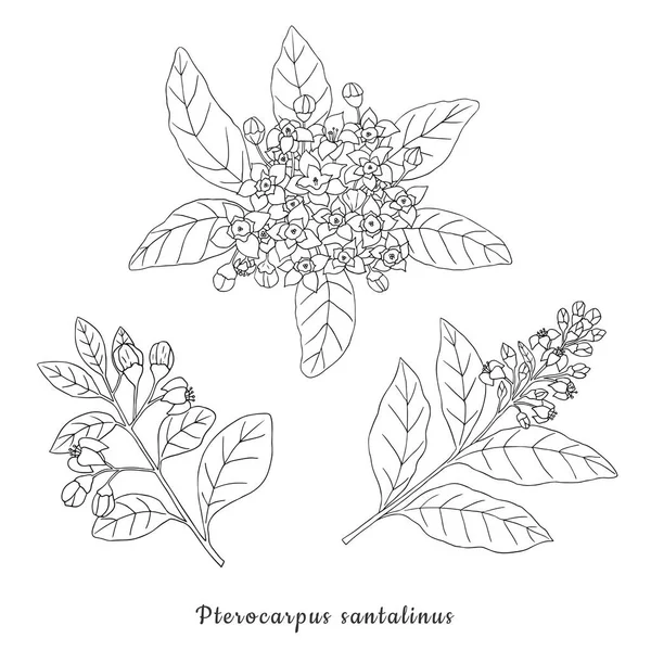 Sammlung Von Kräutern Gewürzen Und Gewürzen Vektor Handgezeichnete Illustration Einer — Stockvektor