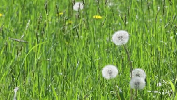 Příroda detail pampelišky v zeleném poli dojat vítr ve slunečný letní den — Stock video