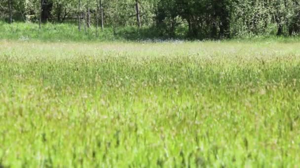 Ustanawiającego strzał z zewnątrz naturalny zielony pole przenoszone przez wiatr w słoneczny letni dzień z zmiany rack fokus — Wideo stockowe