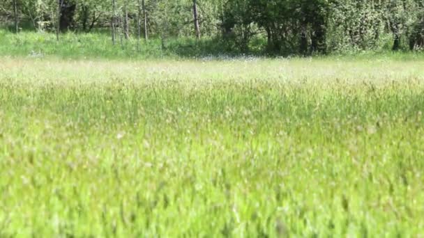 Napsütéses nyári napon a fókusz rack változás szél létrehozó lövés szabadtéri természetes zöld mező költözött — Stock videók