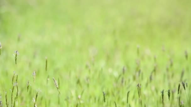 Einspielung des natürlichen grünen Feldes im Freien, das durch Wind an sonnigen Sommertagen mit Fokuswechsel bewegt wird — Stockvideo