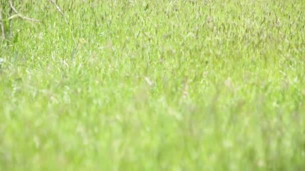 Einspielung des natürlichen grünen Feldes im Freien, das durch Wind an sonnigen Sommertagen mit Fokuswechsel bewegt wird — Stockvideo