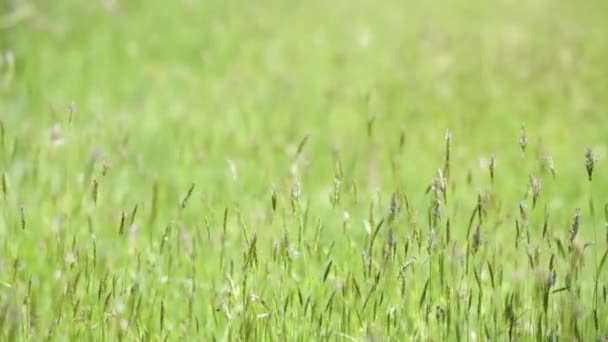 Upprätta skott av utomhus naturliga gröna fältet flyttas av vinden i solig sommardag med fokus rack förändring. — Stockvideo