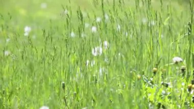 Açık doğal yeşil alan görüntüsünü oluşturma güneşli yaz günü odak raf değişikliği ile Rüzgar tarafından taşındı
