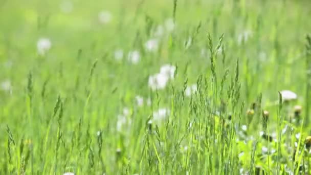 Einspielung des natürlichen grünen Feldes im Freien, das durch Wind an sonnigen Sommertagen mit Fokuswechsel bewegt wird — Stockvideo