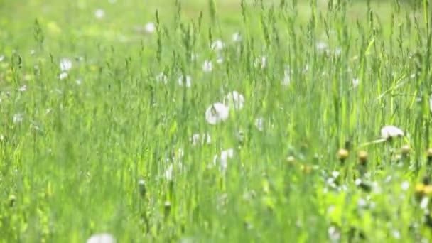 Ustanawiającego strzał z zewnątrz naturalny zielony pole z mniszek lekarski przenoszone przez wiatr w słoneczny letni dzień z zmiany rack fokus — Wideo stockowe