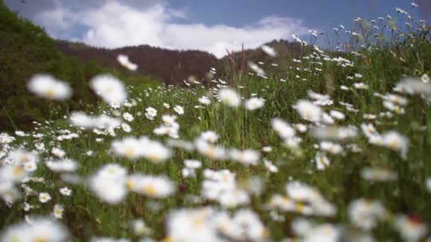 založení záběr venkovní přírodní sedmikráska zelená pole větrem nastěhoval slunečného letního dne s zaměření stojan na změnu