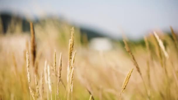 Aufnahme eines natürlichen gelben Feldes im Freien, das vom Wind an einem sonnigen Sommertag bewegt wird — Stockvideo