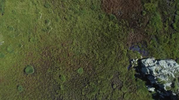 se déplaçant au-dessus du lac marécageux et forêt de pins dans la journée ensoleillée d'été.Europe Italie Alpes plein air vert nature paysage montagnes sauvage aérienne Establisher.4k vol de drone établissement tir 